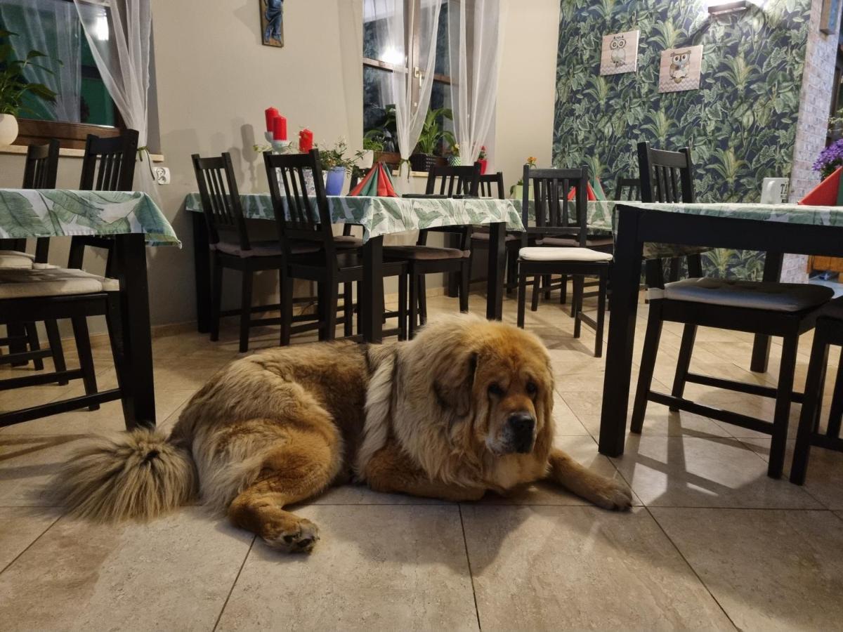 Dom Supelek Bed and Breakfast Duszniki Zdrój Εξωτερικό φωτογραφία